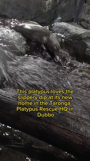 Oh, to be a platypus sliding down a waterfall 🥰 The Platypus Rescue HQ project is a collaboration between UNSW’s Platypus Conservation Initiative, @TarongaZoo, @San Diego Zoo, the NSW government and @WIRES Wildlife Rescue 👏 📸 Taronga Western Plains Zoo
