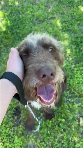 Koda-Texas, a male Labradoodle, available for adoption through IDOG Rescue!