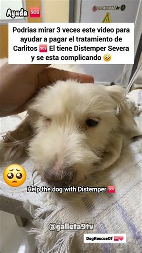 🆘️ Ayuda Carlitos Tiene Distemper Severa - Mira 3 Veces Para Su Tratamiento 🥺