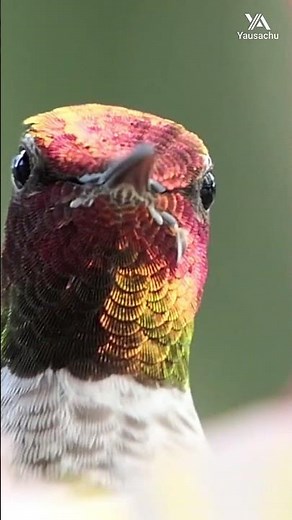 ¿A qué velocidad puede volar un colibrí o picaflor? #aves #animalesfantasticos #colibrí #animales