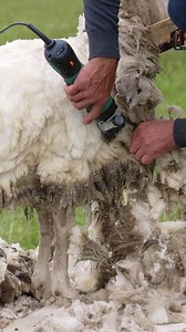 Farmer shearing white sheep. Soft wool of a sheep is cutting by a worker with a special electric machine outdoors. Shearing sheep for production of wool fleece. Vertical