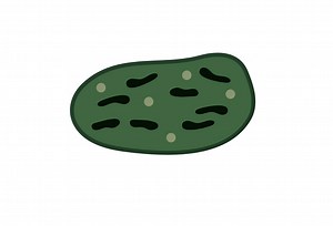 What is the function of Gerontoplasts?