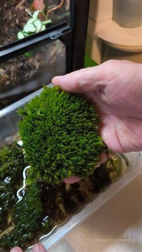 Why do you need to replace moss in a bioactive terrarium?