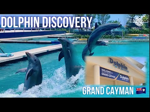 DOLPHIN DISCOVERY GRAND CAYMAN!