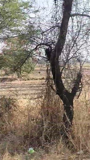 Parsal ke phool #love #cg#cgshorts#cgviral