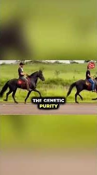 The Mangalarga Marchador Horse: A Brazilian Equestrian Legacy