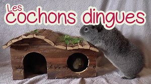 4.8K views · 55 reactions |  Cochons Dingues  Découvrez la vie...