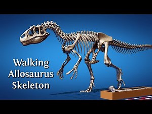 Walking dinosaurs - Allosaurus skeleton