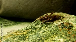 Mayfly nymph (Drunella grandis) sitting on a rock in a trout stream, side view, distant