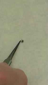 Tick Bites Surging Across United States