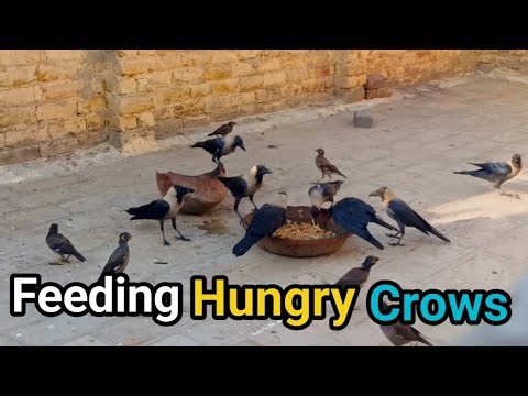 Feeding Hungry Crows | Relaxing Bird Sounds for Study Sleep 🐦‍⬛#crows 
