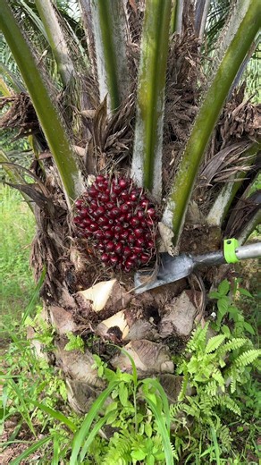 Progres Video Memotong Buah Sawit di Malaysia