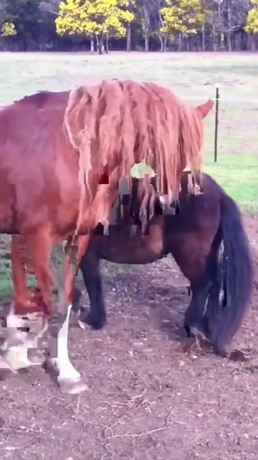 4.9K views · 11 reactions | Two stallions socialising । Managing Mixed Gender Herds- #horse #horses #horsesofinstagram #london #equestrian #uk #photography #love #travel #equine #england #horseriding #nature #art #pony #instagood #beautiful #unitedkingdom #picoftheday #photooftheday #animal #summer #animals #riding #equestrianlife #showjumping #instagram #horselover #travelphotography #dressage | The Horses | Facebook