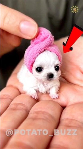 Cutest Tiny Puppy Bath Time and Grooming! 🐶✨ #puppy #viral #pets