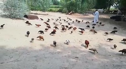 Gujrati_Badshah on TikTok