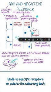 Osmoregulation Explained | A-Level Biology #alevelbiology