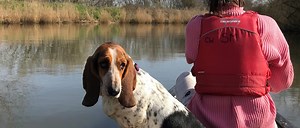 Dog-friendly attractions