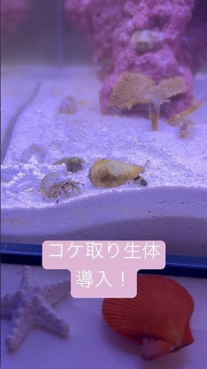 【初心者 茶ゴケ対策】🪸コケ取り生体導入👊 #aquarium #海水水槽 #マリンアクアリウム #小型水槽