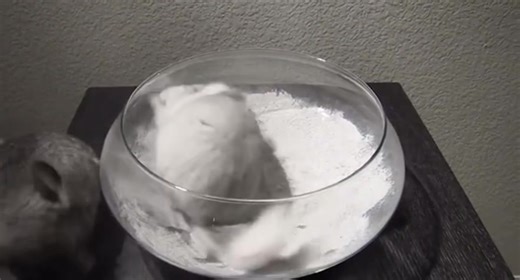 #pet #chinchilla #fyp | Pet Chinchilla