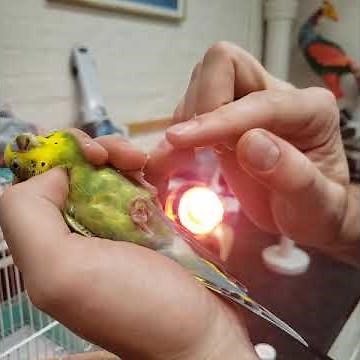 Parakeet medicine - Capture and restraint for administration of medication for a Budgerigar