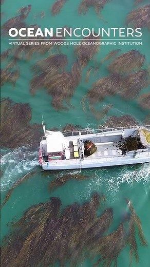 Giant Kelp: Fueling the Coastal Economy