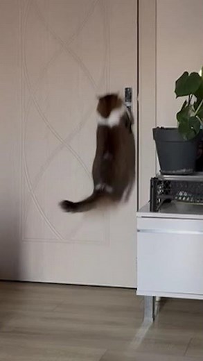 Smart Cat Opens Door by Jumping on Handle — Funny & Clever Cat Moment!