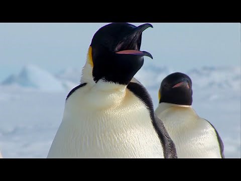 Penguins of Antarctica!