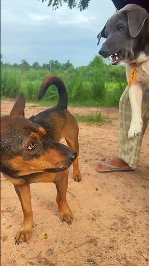 Hilarious Dogs Doing the Silliest Things #SillyDogs #DogHumor