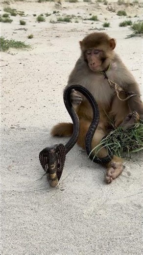 The monkey picked up the snake.