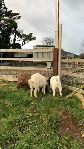 feedpods Solar Powered Automatic Goat Feeder with Phone Control