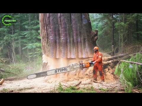 Extreme Dangerous Fastest Big Chainsaw Cutting Tree Machines | Monster Stump Removal Excavator #157