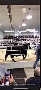 We are incredibly excited to have SAV Magnum 1335 added to the Killain Angus sire battery later this year! Magnum has been on the radar of the Angus world with a breed improving number profile and outcross calving ease pedigree blended with superior phenotype, perfect feet, top of the breed performance and cow family strength for generations. From a first calf heifer and posts EBV’s for WW, YW, CW and SC in the breeds top 1%. Magnum was the #1 Milk EPD bull, the heaviest 365 day weight bull at 7