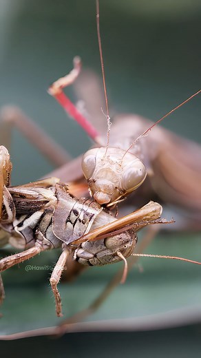 Praying Mantis eating a GrassHopper Wincent A4Hog #nature #wildlife #mantis | HAWI Studios