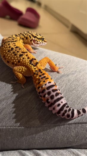 Beautiful female Leopard gecko 🧡 #leopardgecko #exotic #baby #animal