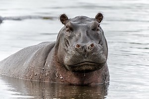 Hippo's Unimpressed Expression Has Us All Laughing