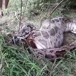 Python swallowed a moose in Gal Oya National Park Sri Lanka 👉👉👉 Join our group : Animals Life. Thank you so much ❤ | Wild Animals