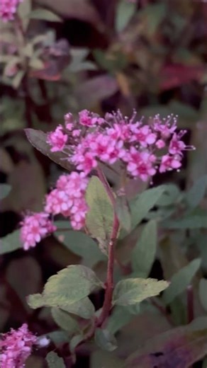 Japanese spiraea (Spiraea japonica) also known as Japanese meadowsweet, Rose meadowsweet, Bridewort