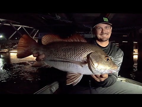 MANGROVE JACK FISHING | Gold Coast.