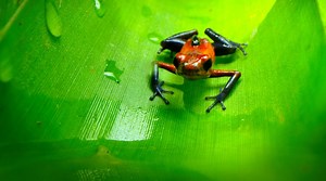 Behind the scenes video shows giant effort to film 'Tiny World' for Apple TV  | AppleInsider