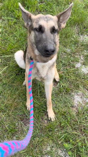 15K views · 603 reactions | Lila is a stunning adult German Shepherd who is ready for a new start in life. She’s been very unsure in the shelter environment but has become more & more confident every day. She loves playing in the water and playing catch the treat! She would love a family even more! Let’s help her find a loving home today. The shelter will be open 1:00-7:00!❤️ | Joplin Humane Society Animal Adoption & Resource Center | Facebook