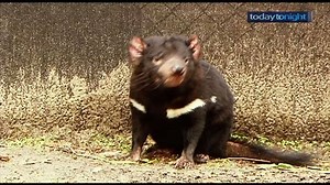 4.4K views · 28 reactions | On wednesday's show, how you can be a big part of a little zoo. | Today Tonight | Facebook