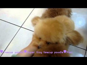 Teacup poodle Cream Angel minature poodle 0712 - Tiny Toy poodle Teacup poodle Pocket teacup poodle