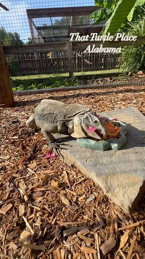 For a herbivore, he sure eats like a carnivore 😅 #Rockiguana #thatturtleplace #turtlesanctuary #cokeralabama #thingstodointuscaloosa #thingstodoinalabama #weloveturtles #outdoorenclosure | That Turtle Place