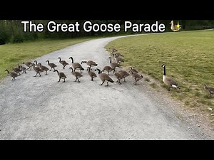 The Great Goose Parade 🪿✨ Marching to Victory