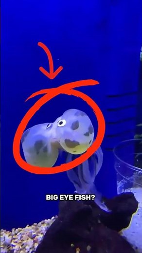 Big Eye Fish 👁🐟