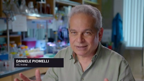 How Cannabis Affects Teens' Brains