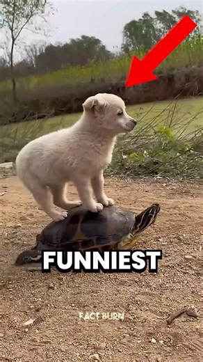 Top 5 FUNNIEST Animal Moments Ever Caught on Camera 😂 #shorts