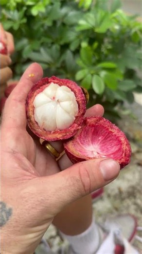 How to open a mangosteen the EASY way!