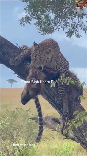 Linh cẩu đối đầu báo hoa mai và cái kết #dongvat #animals #thưgiãn #pets