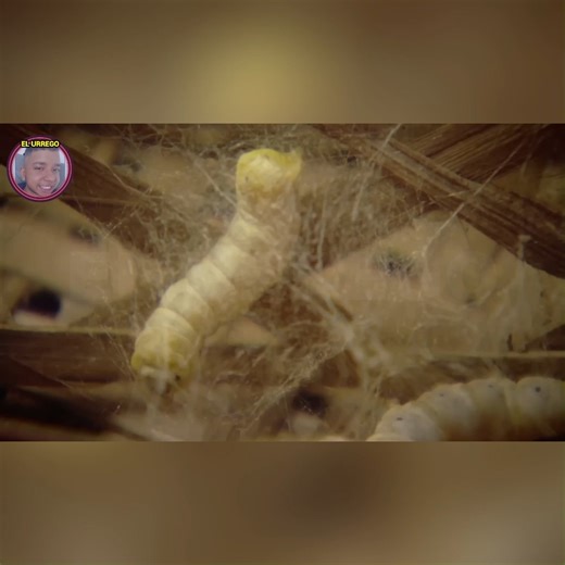 🐛✨ "Así se hace la seda: el hilo más fino del mundo La seda se obtiene del capullo del gusano Bombyx mori, criado con hojas de morera. De cada capullo se extrae un hilo continuo que, tras varios procesos, se convierte en un tejido suave y brillante. | El Urrego